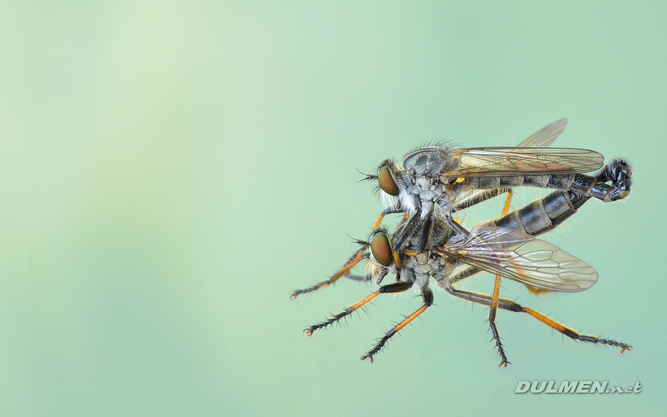 Common Awl Robberfly (Neoitamus cyanurus)